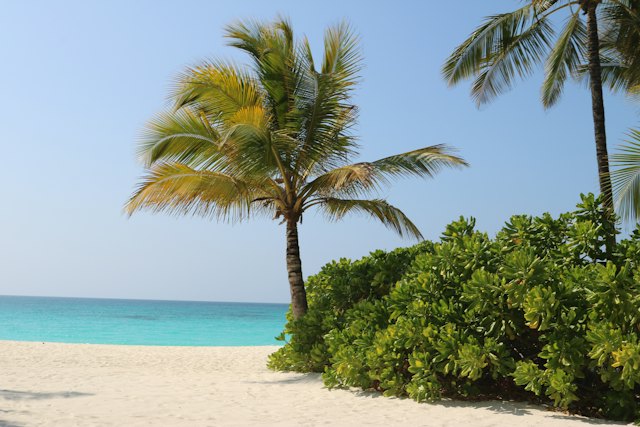 Palm trees along a beach in Zanzibar, Tanzania